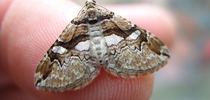 Lifecycle Of A Carpet Moth Oriental Rug Spa