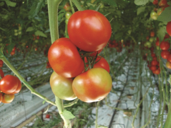 New advice to help tomato growers eradicate Pepino Mosaic Virus ...