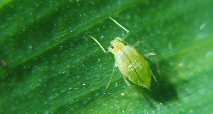 Peach-potato aphid migration begins | Agronomist & Arable Farmer