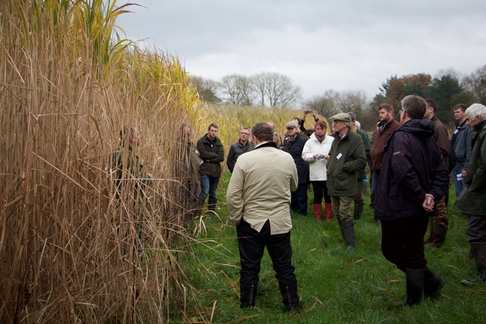 New research shows Miscanthus stabilises flooded soils | News from AA ...