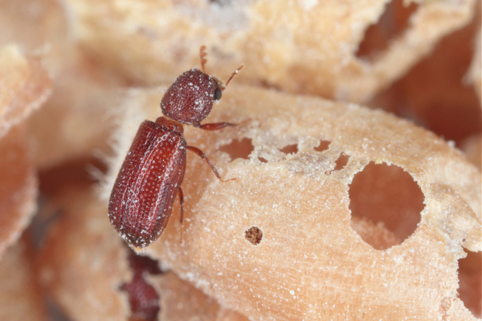 Monitoring Of Insect Pests In Grain Storage News From AA Farmer