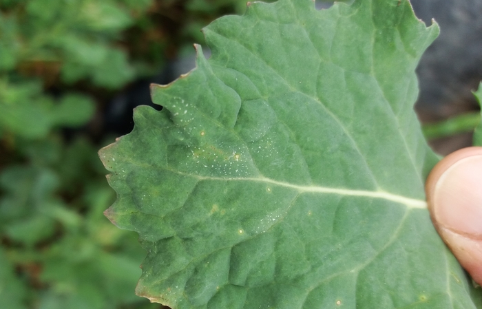 Light leaf spot risk lowest for several years, according to | News from AA Farmer