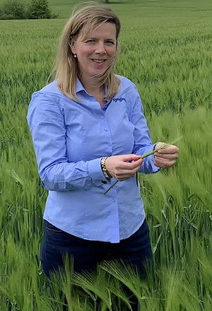 New hybrid barley could strike a chord with growers in the north and ...